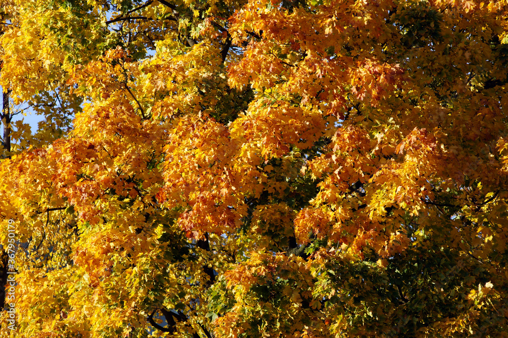 Maple tree with red, yellow, green and orange leaves. Colors of autumn in the forest. Outdoors on autumn sunny afternoon. Maple tree with red, yellow, green and orange leaves. Colors of autumn in the forest. Outdoors on autumn sunny afternoon.