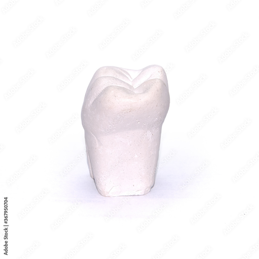 Fototapeta premium Plaster model of tooth