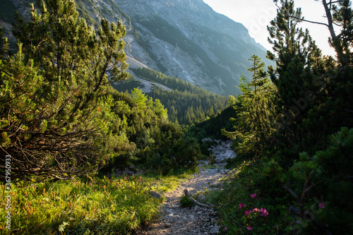 Sunrise on alps with pine trees and mountain