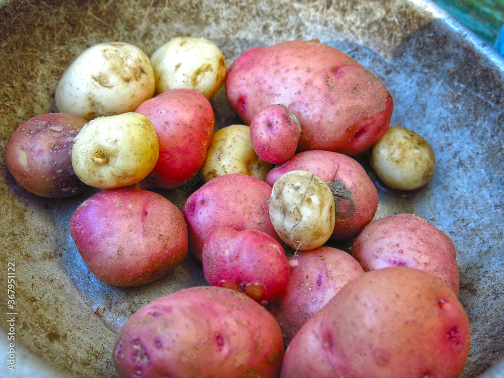 collected tubers of new potatoes from your own garden lie in a pile in an iron bowl collected tubers of new potatoes from your own garden lie in a pile in an iron bowl