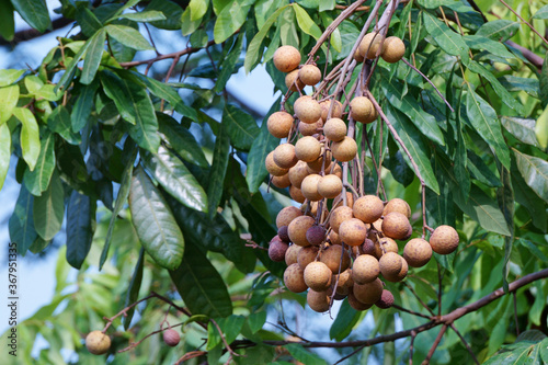 Ripe longan fruits on green leaves background