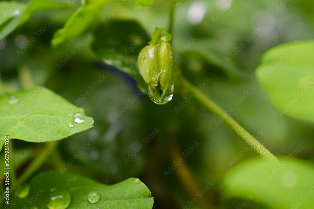 Rain Drop bubble on Green Bud Rain Drop bubble on Green Bud
