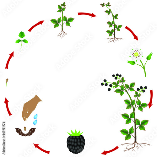 Cycle of a blackberry plant growth isolated on white background.