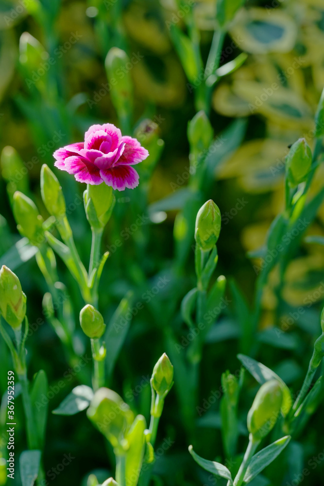 Dianthus barbatus - sweet William in garden Dianthus barbatus - sweet William in garden