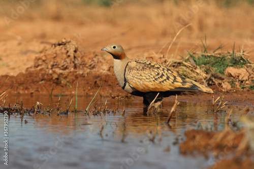 Black-bellied sandgrouse male with the first light of day at a point of water in summer