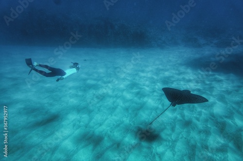 Swimming with a Spotted Eagle Ray in Hawaii 