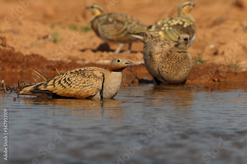 Pin-tailed sandgrouses  and Black-bellied sandgrouses Early in the day at a water point in summer