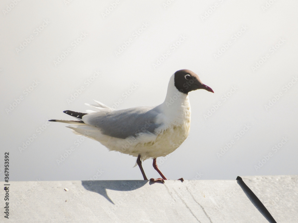 Seagull bird or seabird standing feet on sea beach. Close up view of white gray bird seagull in sea rock. Wild seagull portrait on natural blue sky background. Sea gull black head bird animal closeup Seagull bird or seabird standing feet on sea beach. Close up view of white gray bird seagull in sea rock. Wild seagull portrait on natural blue sky background. Sea gull black head bird animal closeup