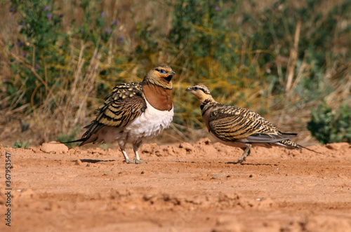 Pin-tailed sandgrouse male and female at a water point in summer in a steppe of Aragon, Spain