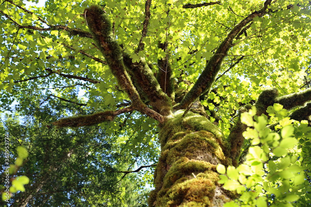 Fototapeta premium tree with moss on his trunk in alps forest, bright sun light through the leafs