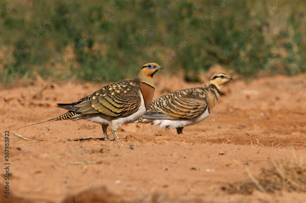 Pin-tailed sandgrouse male and female at a water point in the dry summer time, Pterocles alchata Pin-tailed sandgrouse male and female at a water point in the dry summer time, Pterocles alchata