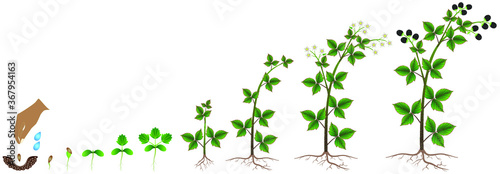 The growth cycle of blackberry seed on a white background.