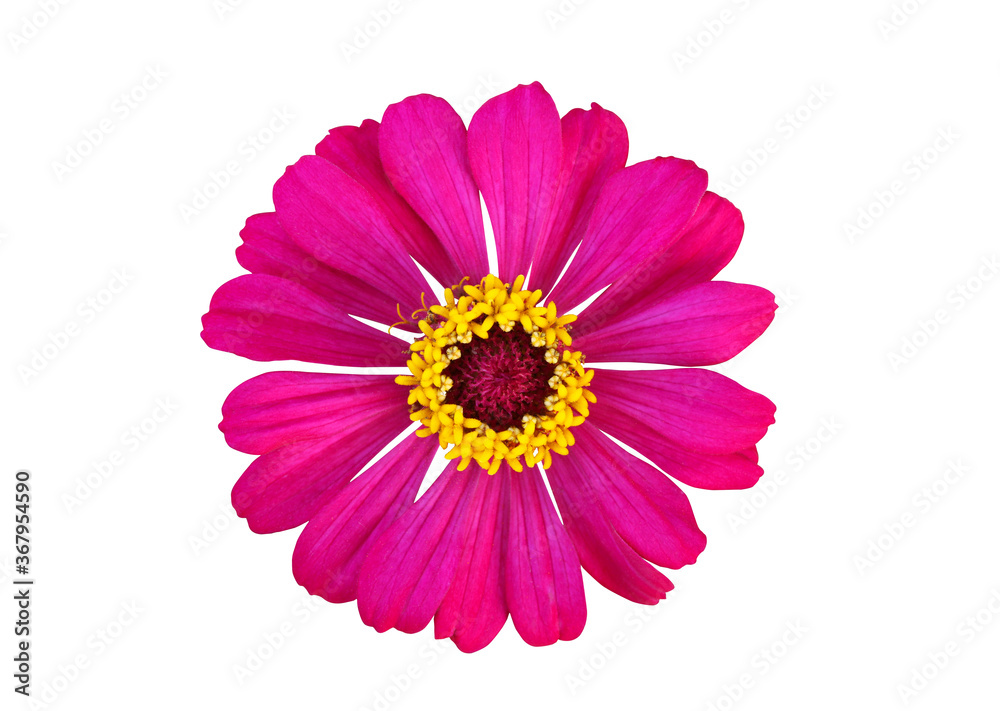 Top view of purple zinnia violacea flower isolated on white background with clipping path..