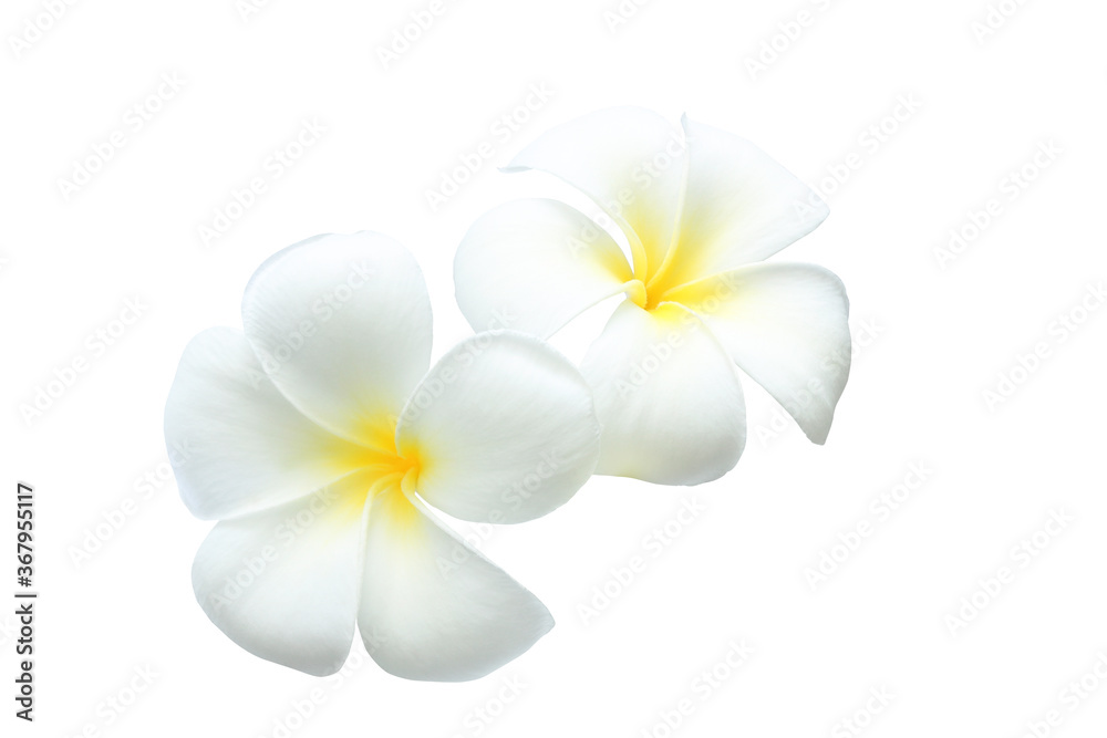 White tropical flowers frangipani (plumeria) isolated on white background with clipping path..
