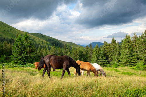 A group of horses grazes among the wild nature of the Carpathians