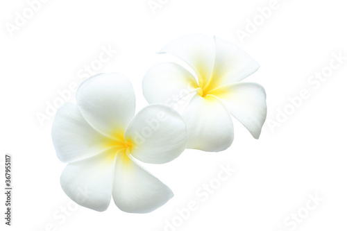 White tropical flowers frangipani (plumeria) isolated on white background with clipping path..