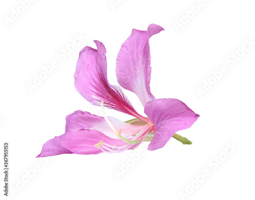 Pink Bauhinia Purpurea isolated on white background with clipping path.. photo