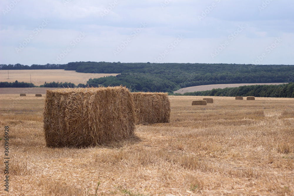Fototapeta premium Rectangular bales of straw are scattered across the field in cloudy weather. Timely harvested wheat