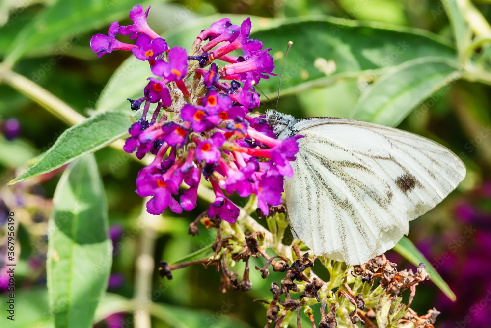 Green-veined White Butterfly (Pieris napi) on Summer Lilac or Buddleja davidii a species of flowering plant. Green-veined White Butterfly (Pieris napi) on Summer Lilac or Buddleja davidii a species of flowering plant.