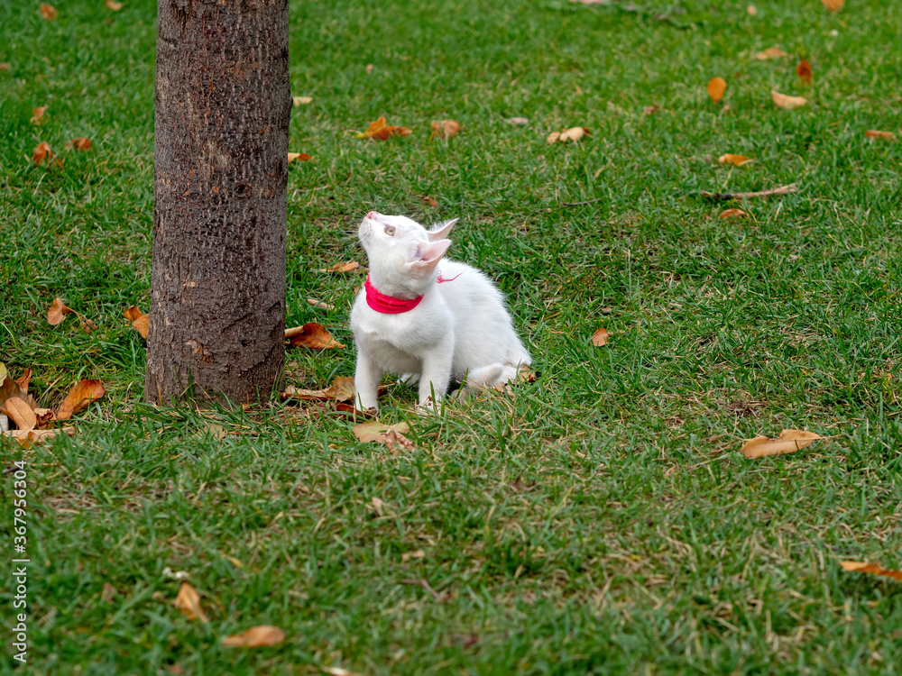 White cat with red leash on green grass White cat with red leash on green grass