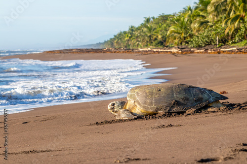 Fototapeta Green sea turtle nesting in Tortuguero Beach, Costa Rica