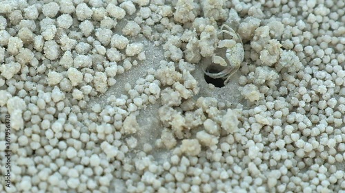 Close up cute ghost crab or sand crab or wind crab or sand bubbler crabs or sand-bubblers feed by filtering sand through their mouthparts on sand tropical beach  photo