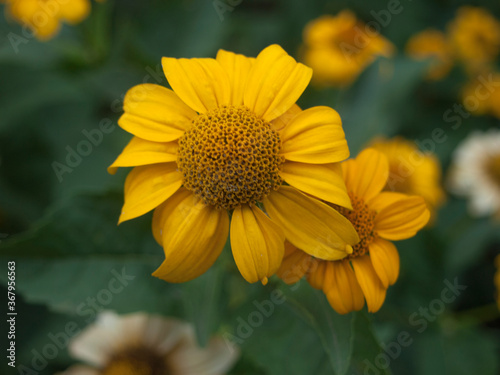 a summer flower on green background, closeup