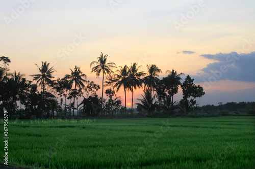  the sun  the sunset  the twilight  the sky flushed  in the rice fields  between the coconut trees