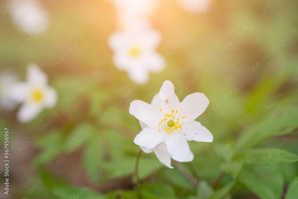 Spring wild flowers of wood anemone Spring wild flowers of wood anemone