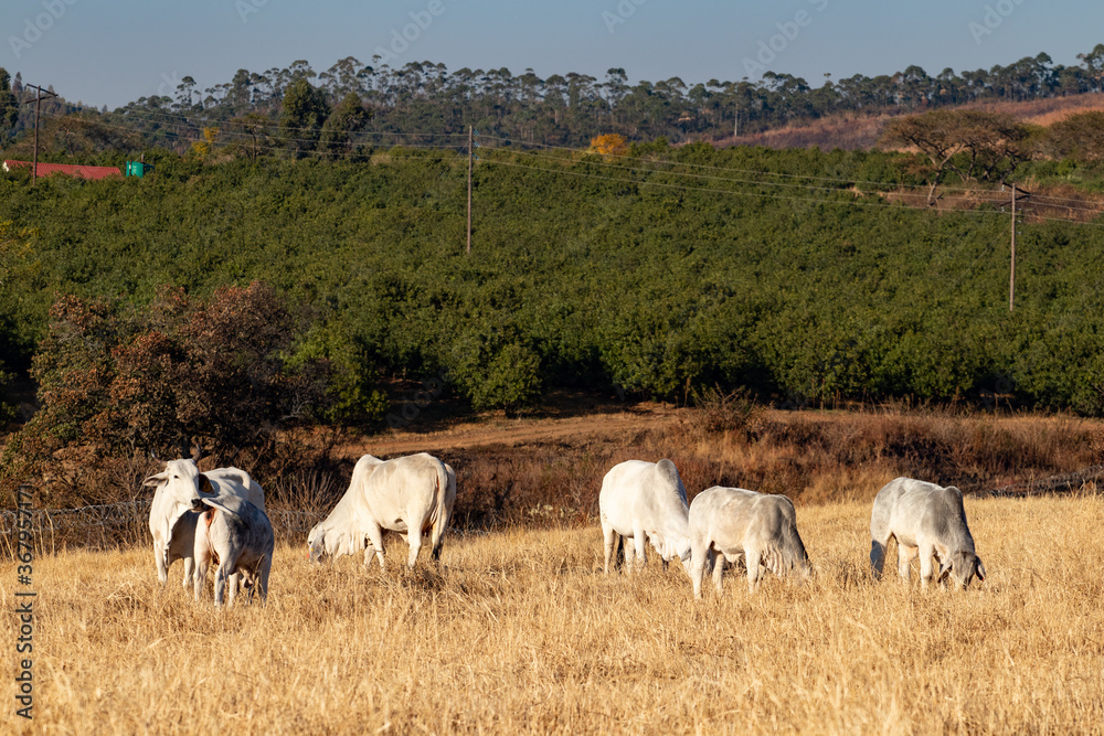 Brahman cattle grazing on a pasture 1 Brahman cattle grazing on a pasture 1