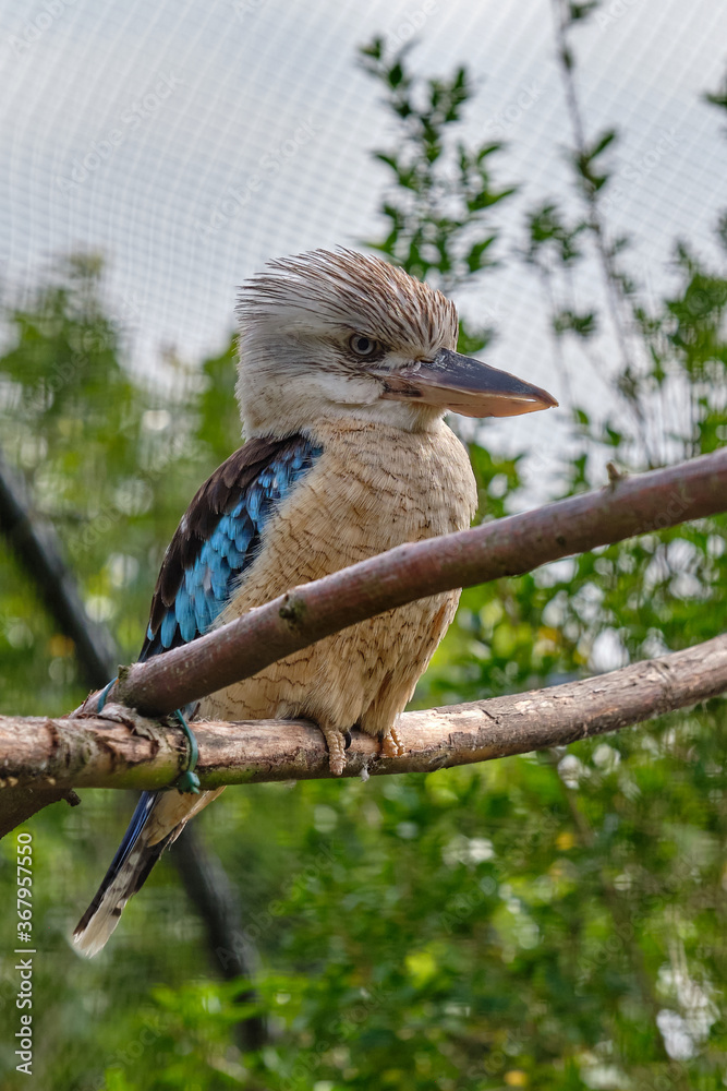 Fototapeta premium Blue-winged kookaburra, bird sitting on a branch. Wildlife, bird watching