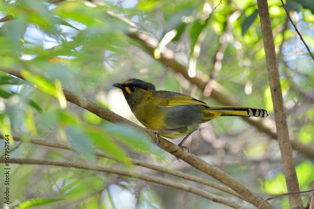 Fototapeta premium Yellow-breasted Serval; Serval (Liocichla steerii)