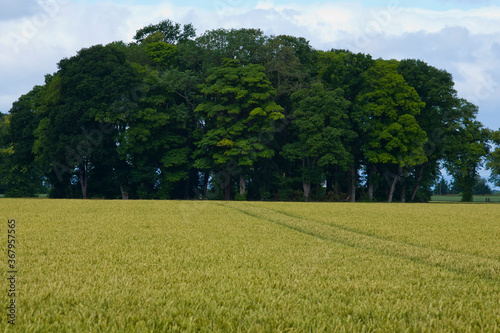 A leafy forest in the middle of a field of cereals grain near Dunmore Park in Dunmore village.  Dunmore is a small village in the Falkirk council area of  Scotland. UK. photo