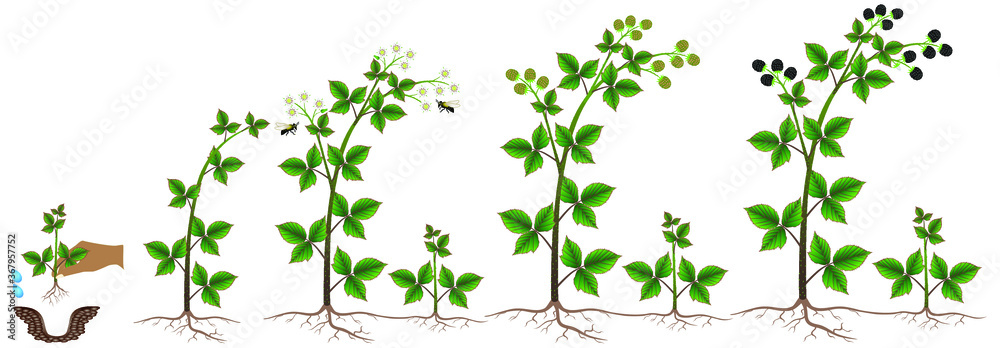 Blackberry plant growth cycle on a white background.