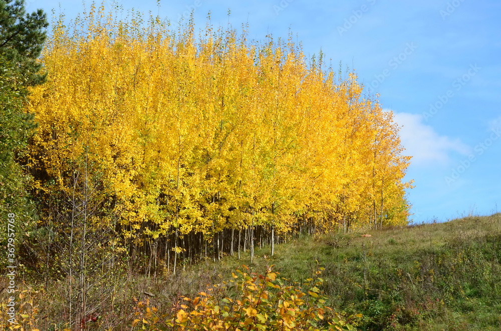 yellow trees on the hill