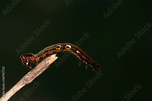 A closeup macro isolated image of a Gulf Fritillary Caterpillar,brown caterpillar with white spots on the branches.