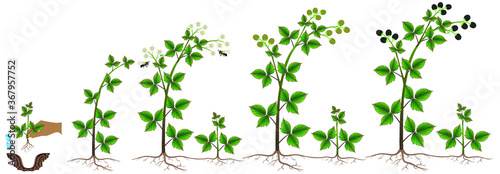 Blackberry plant growth cycle on a white background.