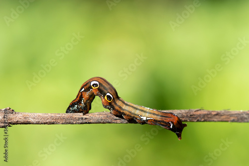 A closeup macro isolated image of a Gulf Fritillary Caterpillar,brown caterpillar with white spots on the branches. © KE.Take a photo