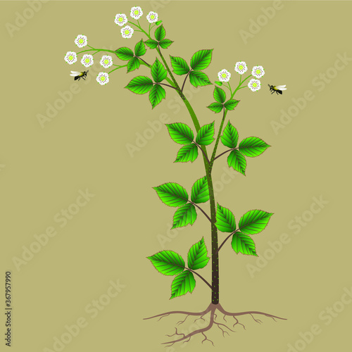 Blackberry bush with flowers and bees on a beige background.