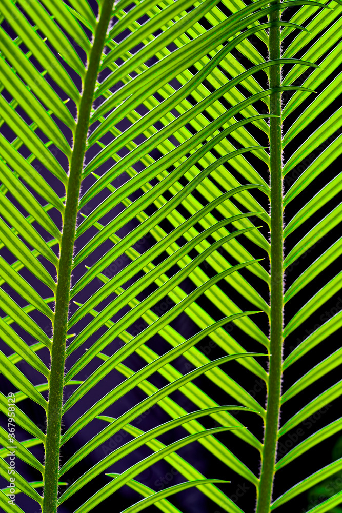green palm leaves grow on black background green palm leaves grow on black background