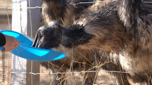 Child feeding an Emu using a blue tray. Close-up, slow motion footage to capture Emu's facial features while it eats. photo