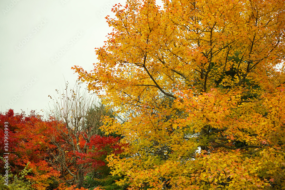 Fototapeta premium Maple leaves changing color, Autumn seasons at Tokyo in Japan