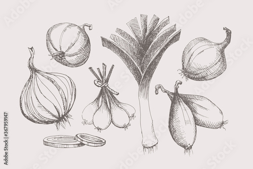 Hand-drawn large set of onions of different shapes and varieties. Organic food concept. It can be used as an element of design of markets, menus, and packaging. Vintage botanical illustration