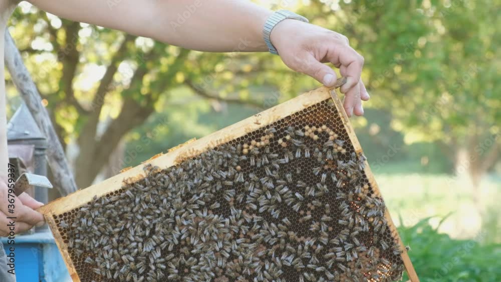 The beekeeper opens the hive, the bees checks, checks honey. Beekeeper exploring honeycomb. The beekeeper opens the hive, the bees checks, checks honey. Beekeeper exploring honeycomb.
