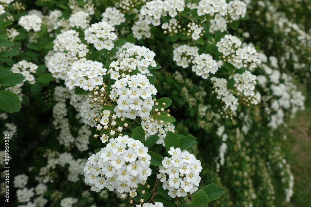 Close view of white flowers of germander meadowsweet in May Close view of white flowers of germander meadowsweet in May