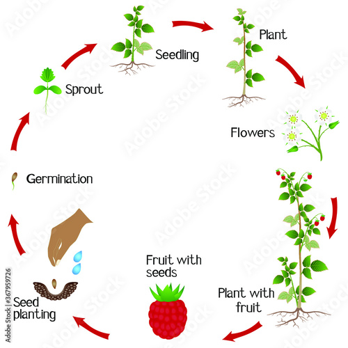 Life cycle of a raspberry plant on a white background.