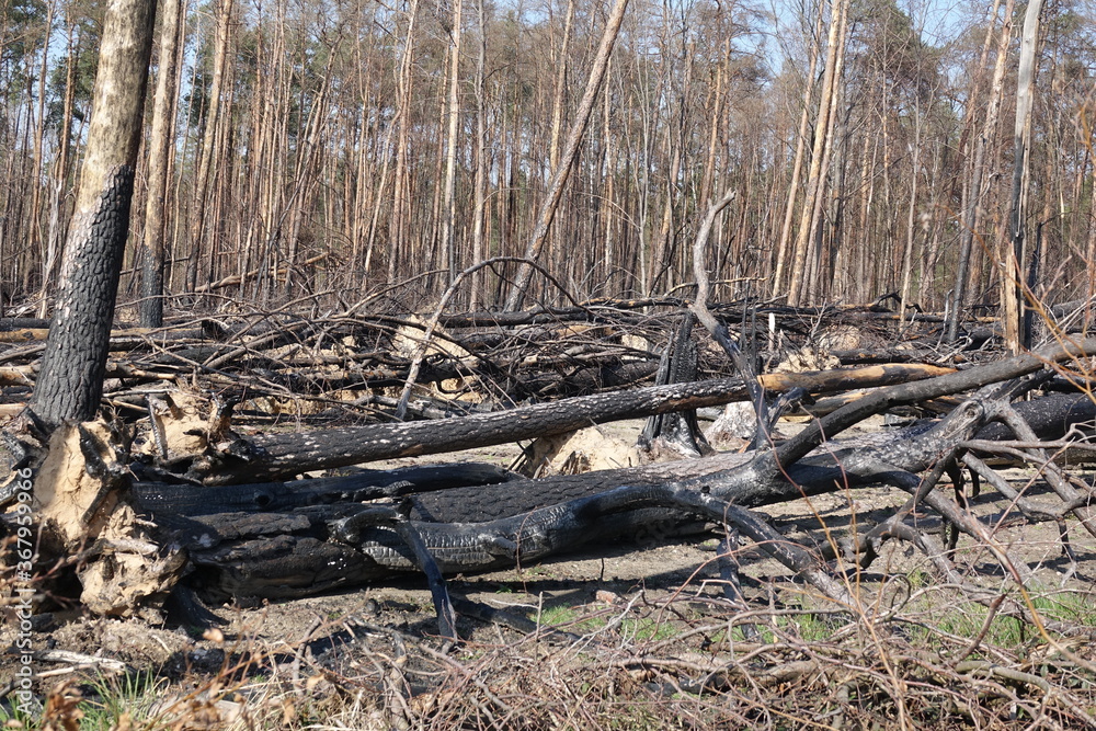 Wald nach einem Waldbrand