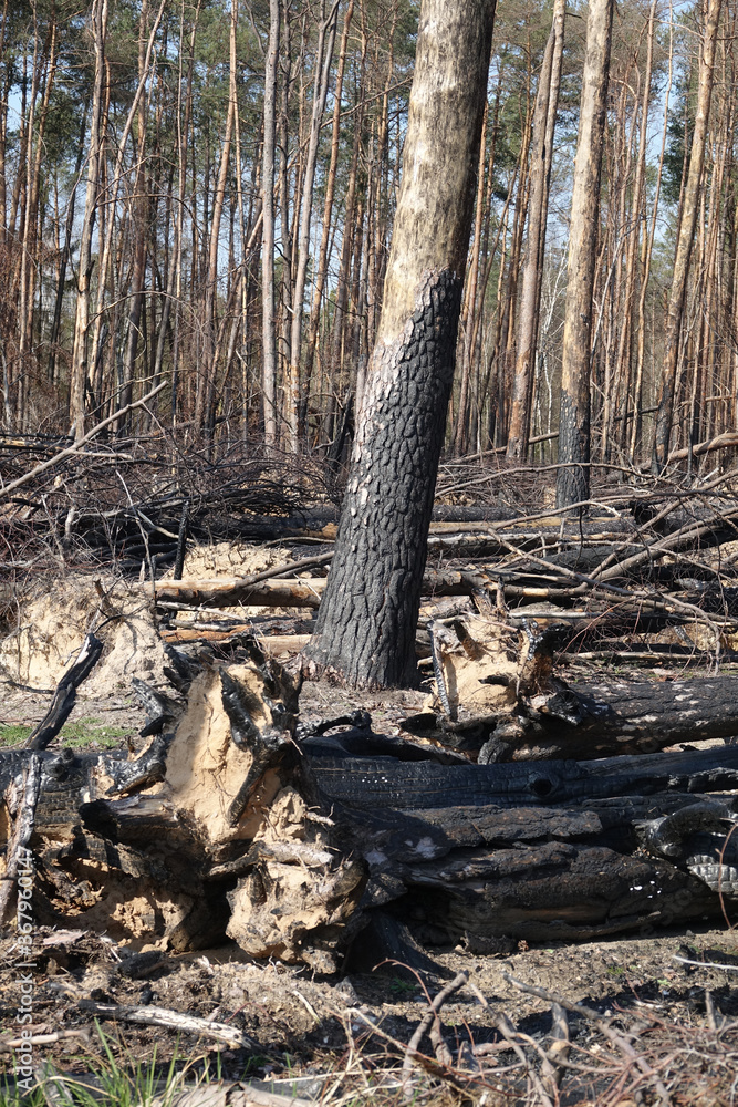 Wald nach einem Waldbrand Wald nach einem Waldbrand