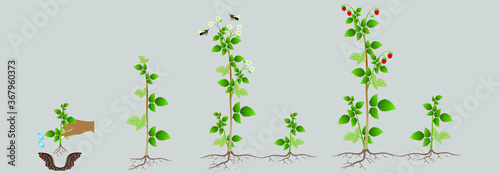 The growth cycle of the plant red raspberry.