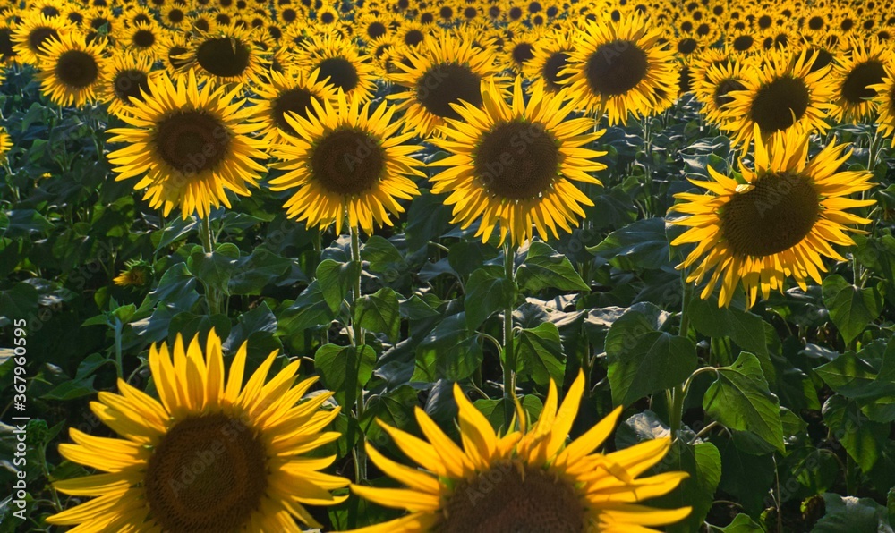 Fototapeta premium sunflower field growing on the farm